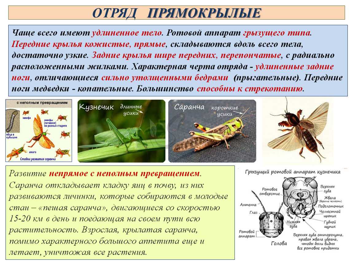Интересные факты о жуках: разновидности и особенности | интересный сайт