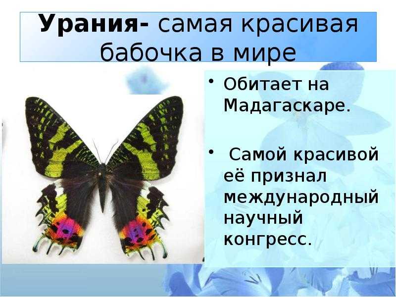 Интересные факты о бабочках | интересный сайт