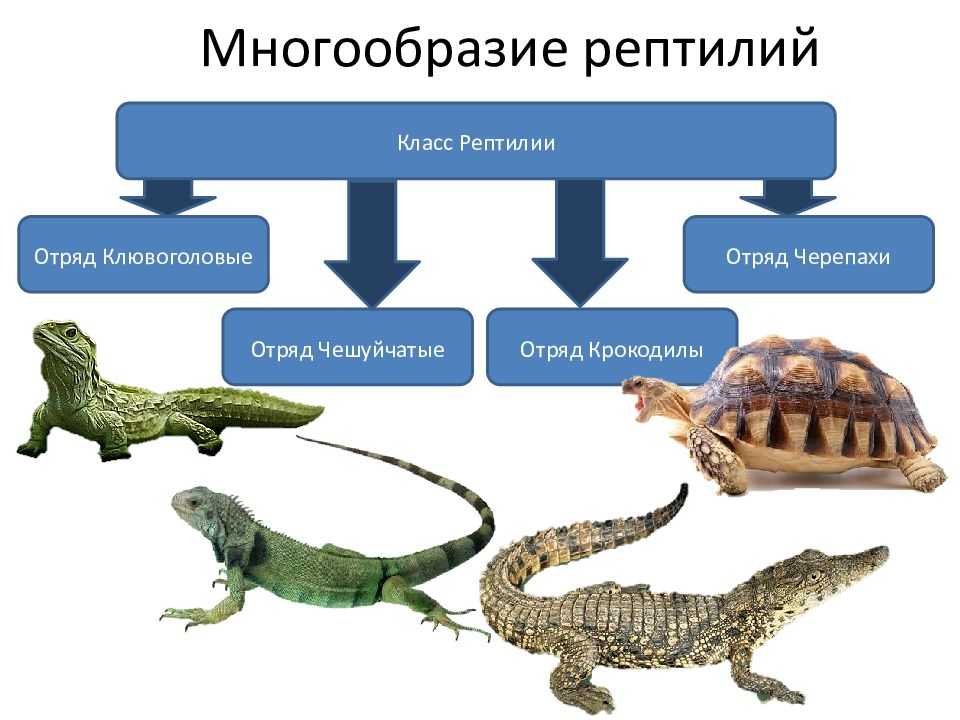 Общая характеристика пресмыкающихся презентация