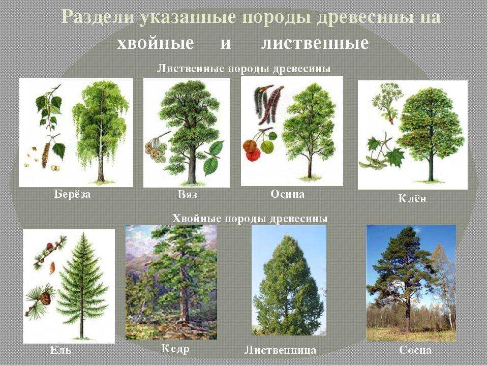 Доклад-сообщение слюда — минерал описание для детей 2, 3, 5 класса