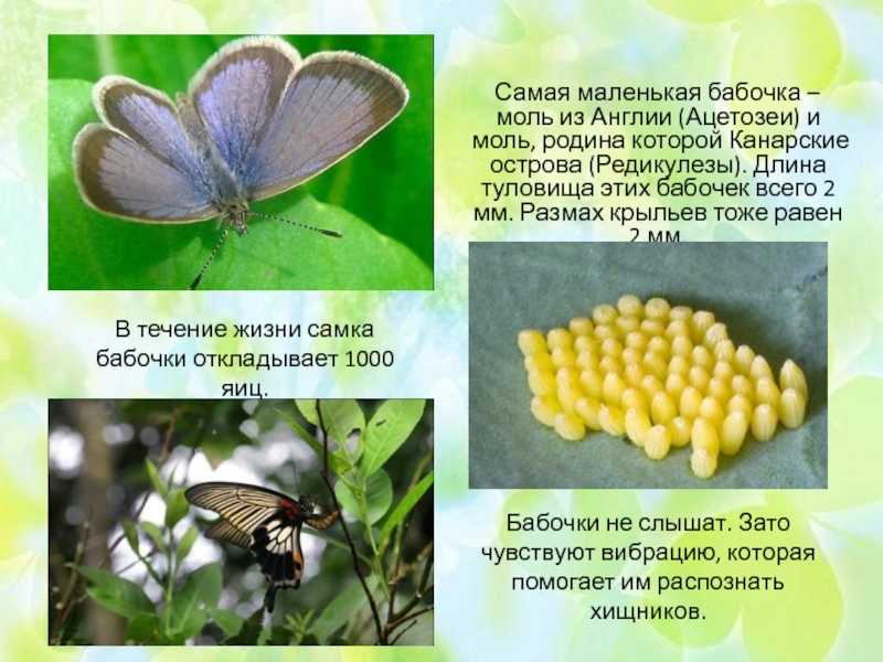 Бабочки - насекомые ли это, чем полезны и что они делают, строение