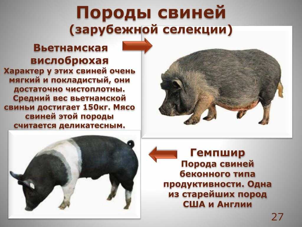 Почему свинья самое чистоплотное животное в мире
