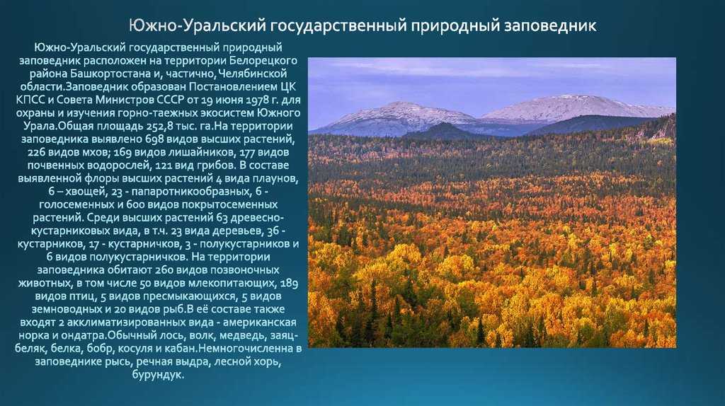 Заповедники сибири и урала по площади. Южно-Уральский заповедник Башкортостана животные. Южно Уральский заповедник рассказ. Южно -Уральский природный заповедник на территории Южного Урала. Заповедник Башкирии Южно-Уральский информация.