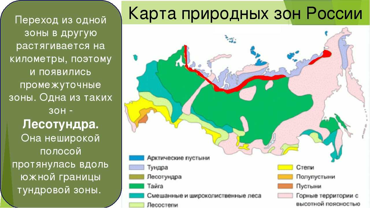 Природные зоны человек. Карта природных зон России 4 класс окружающий мир. Карта природных зон России 4 класс окружающий мир с названиями зон. Леса России на карте природных зон. Лесная зона на карте природных зон.