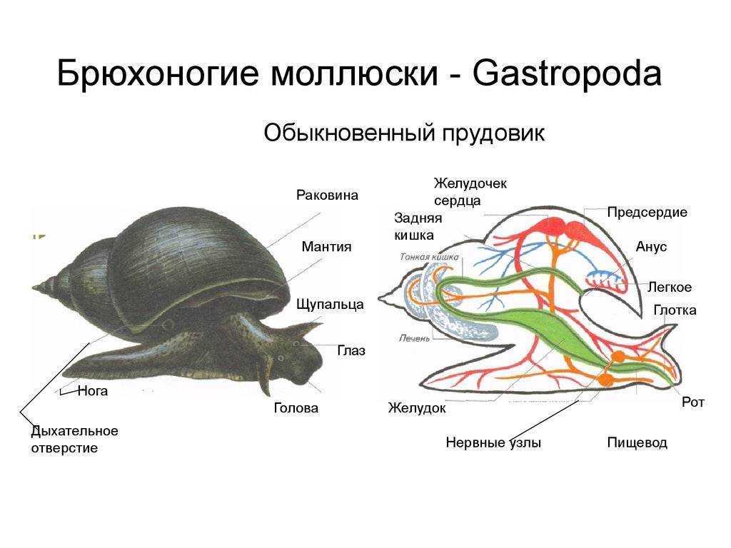 Схема строения брюхоногого моллюска