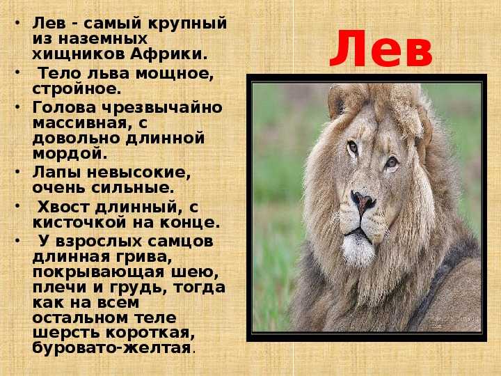 Проект лев царь зверей