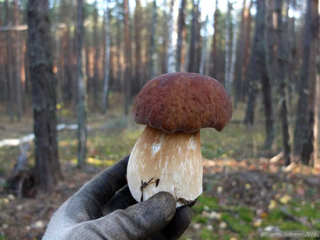 Детям про грибы съедобные и ядовитые с названиями и описаниями