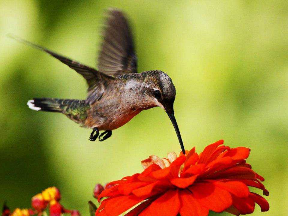 Птицы: колибри (50 фото)