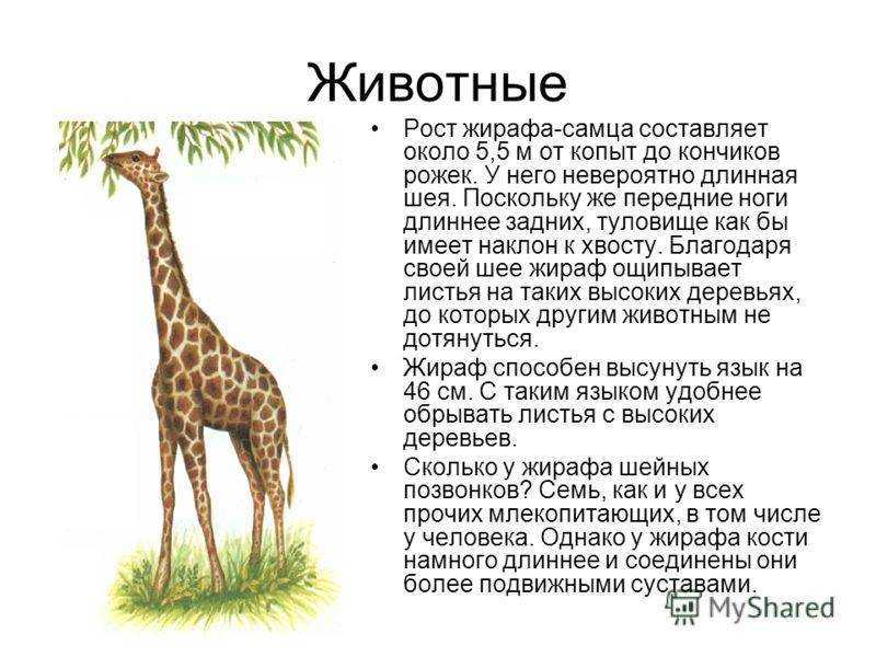 План сообщения о жирафе