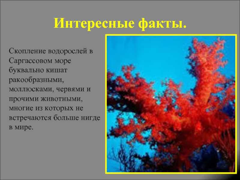 Красные водоросли или багрянки: где обитают, строение, виды и представители, роль и значение