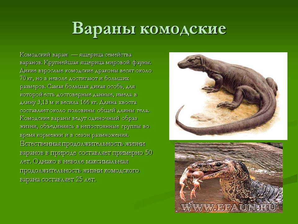 Интересные факты о рептилиях