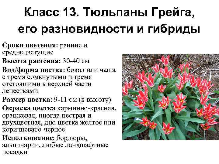 Доклад на тему тюльпаны сообщение 2, 3, 5, 6 класс