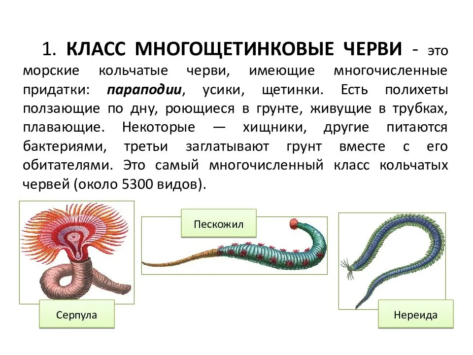 Кольчатые черви презентация 7 класс биология