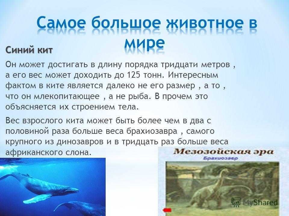 Большой синий кит – гигант планеты земля. описание и фото синего кита
