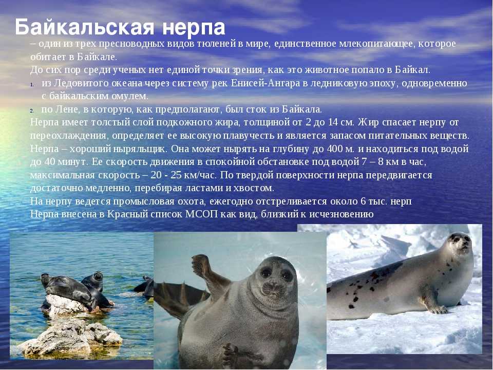 Байкальская нерпа: фото с описанием, среда обитания и образ жизни :: syl.ru