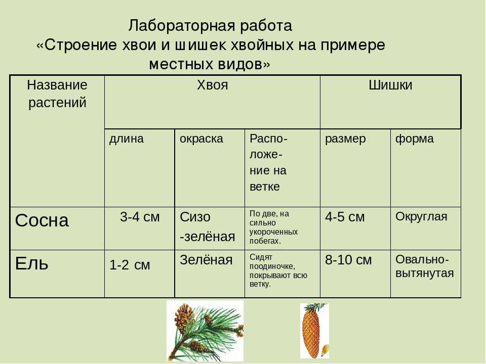 Масса среднего образца семян сосны ели и лиственницы составляет