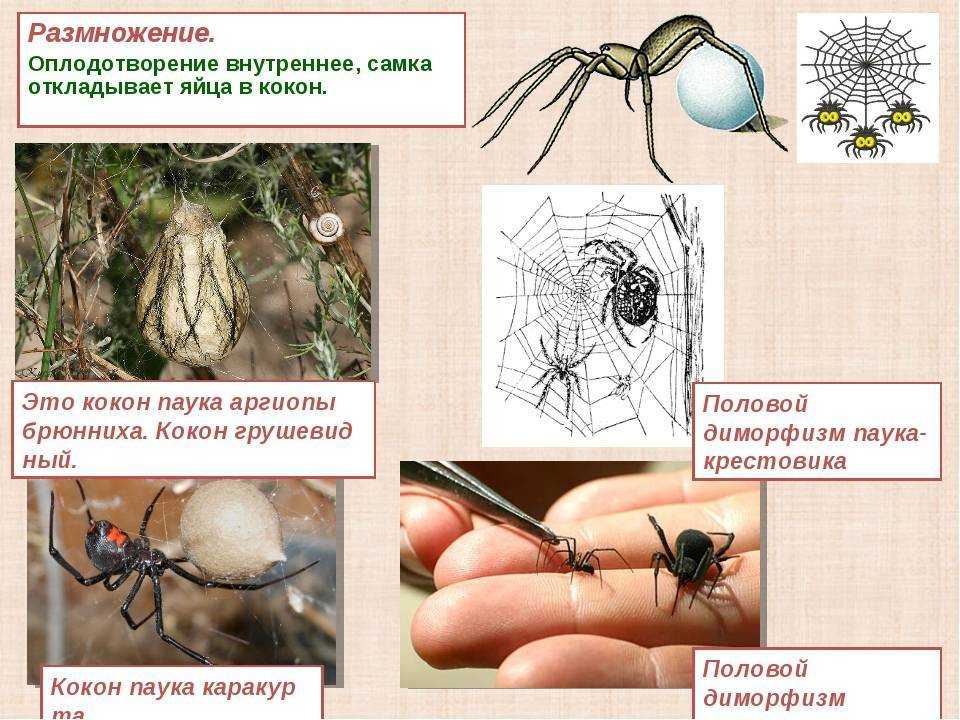 Боязнь пауков или арахнофобия: что это такое, почему люди боятся, как избавиться?