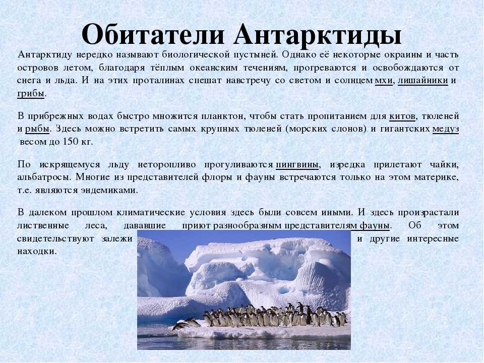 Антарктида: животные, обитающие на ледяном континенте :: syl.ru