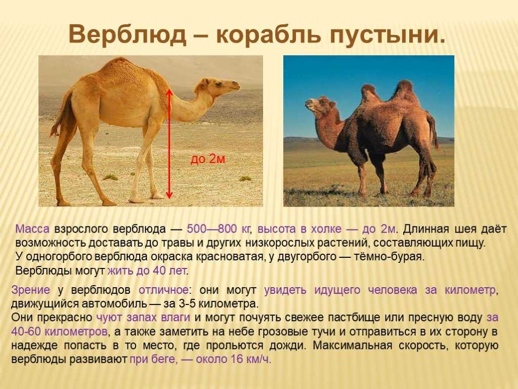 Сообщение о верблюде