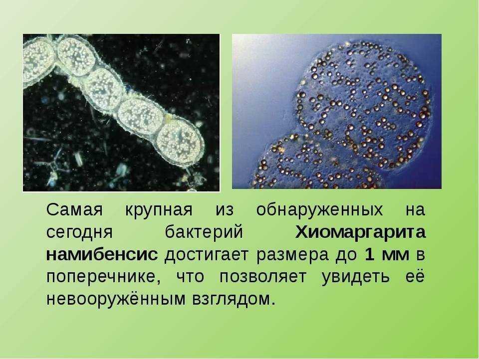 Факты биология 8 класс. Интересные факты о бактериях. Интересные факты о микроорганизмах. Интересные факты о микробах. Самые интересные о бактериях.