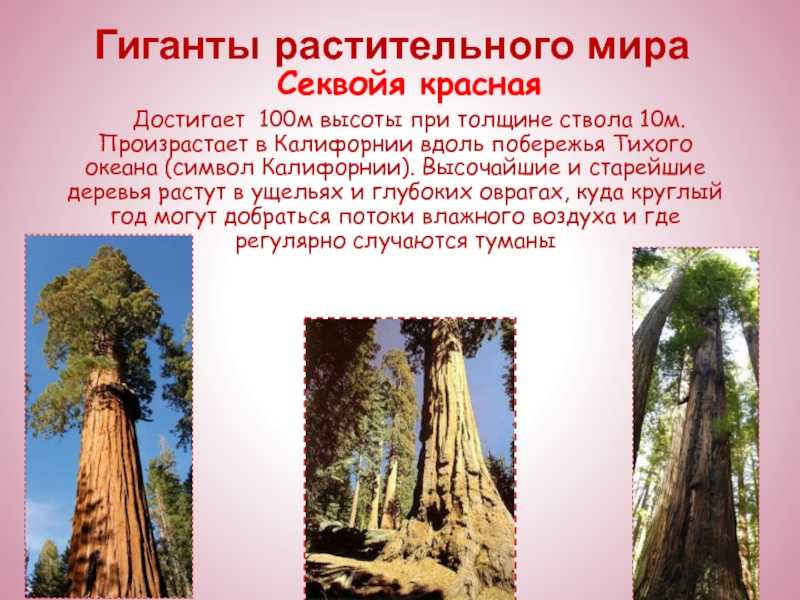 Топ-10 самых высоких деревьев в мире