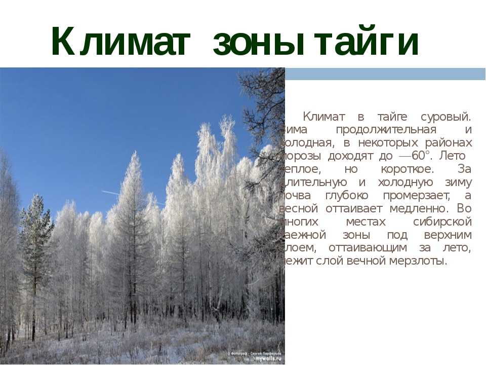 Природно климатические условия тайги. Природные зоны России 4 класс окружающий мир Тайга. Климат тайги 4 класс. Климатическая зона тайги. Климатические условия зоны тайги.