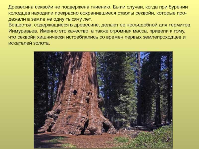 Самые высокие деревья в мире: какое самое крупное и большое на земле, название, расположение и диаметр