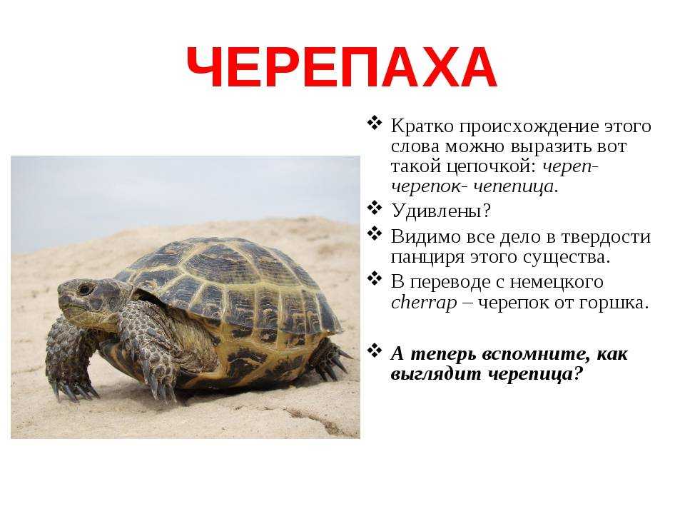 Презентация про черепах