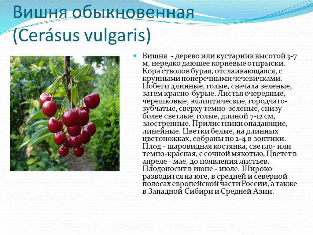 Вишня — относится к дереву или кустарнику. дерево вишня — полное описание плодов и дерева. фото, посадка, уход, заболевания, выращивание