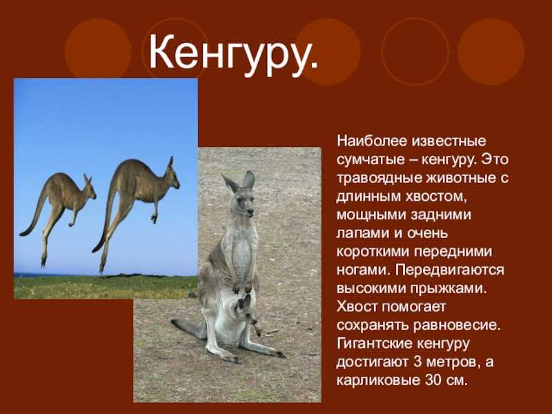 Презентация о кенгуру 7 класс