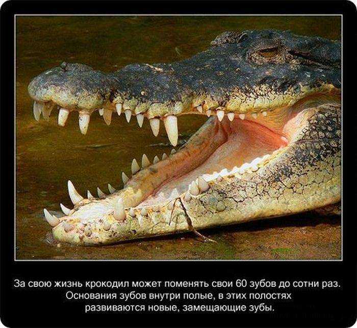 Сколько живут крокодилы. продолжительность жизни крокодилов