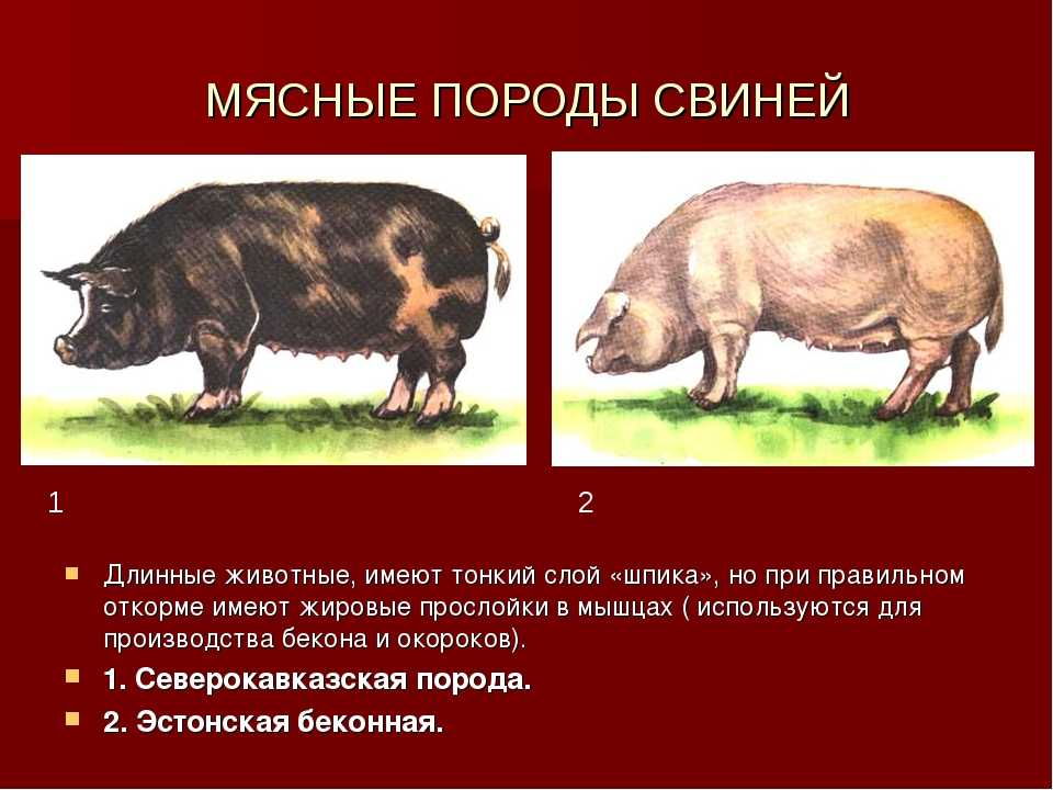 Только самые интересные факты о свиньях