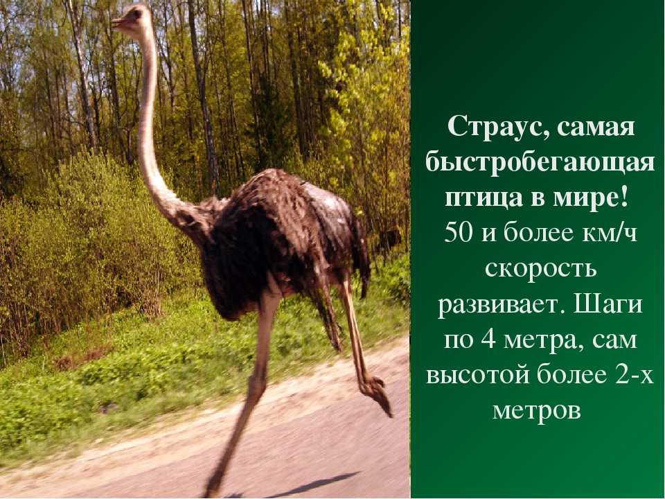 Интересные факты о страусах для детей и взрослых - подборка информации с фото