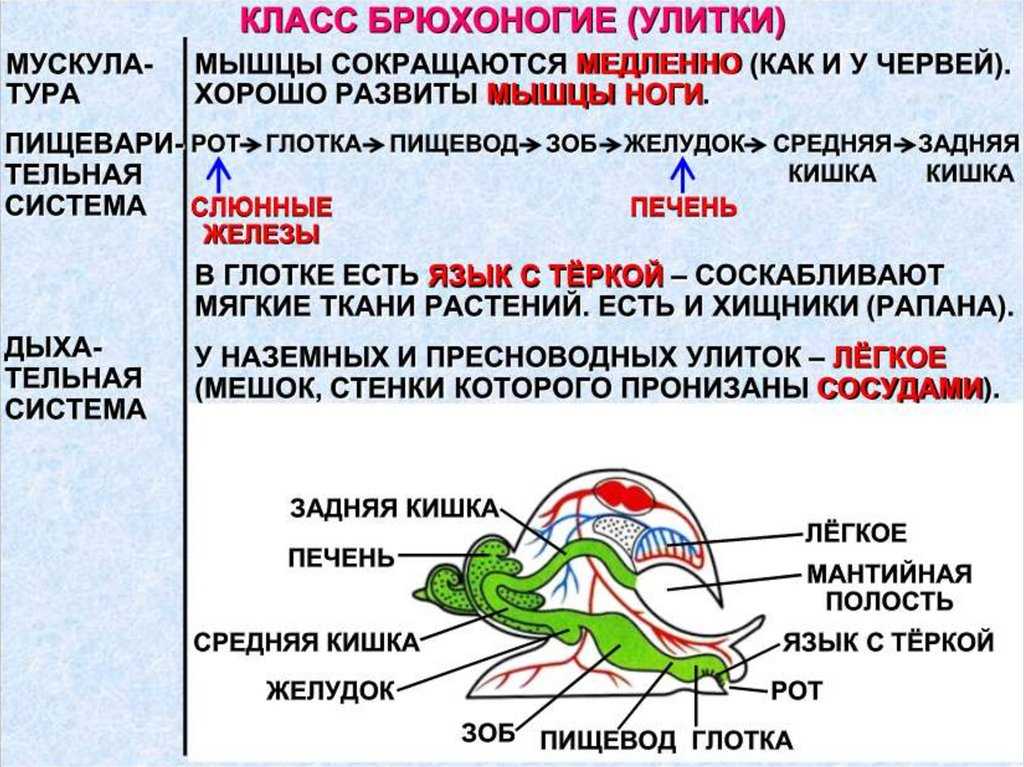 Каковы основные признаки характеризующие моллюсков составьте и зарисуйте схему строения брюхоногого