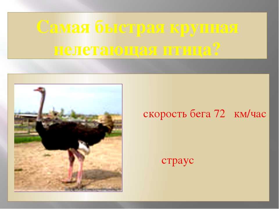 Разновидности страусов и их описание