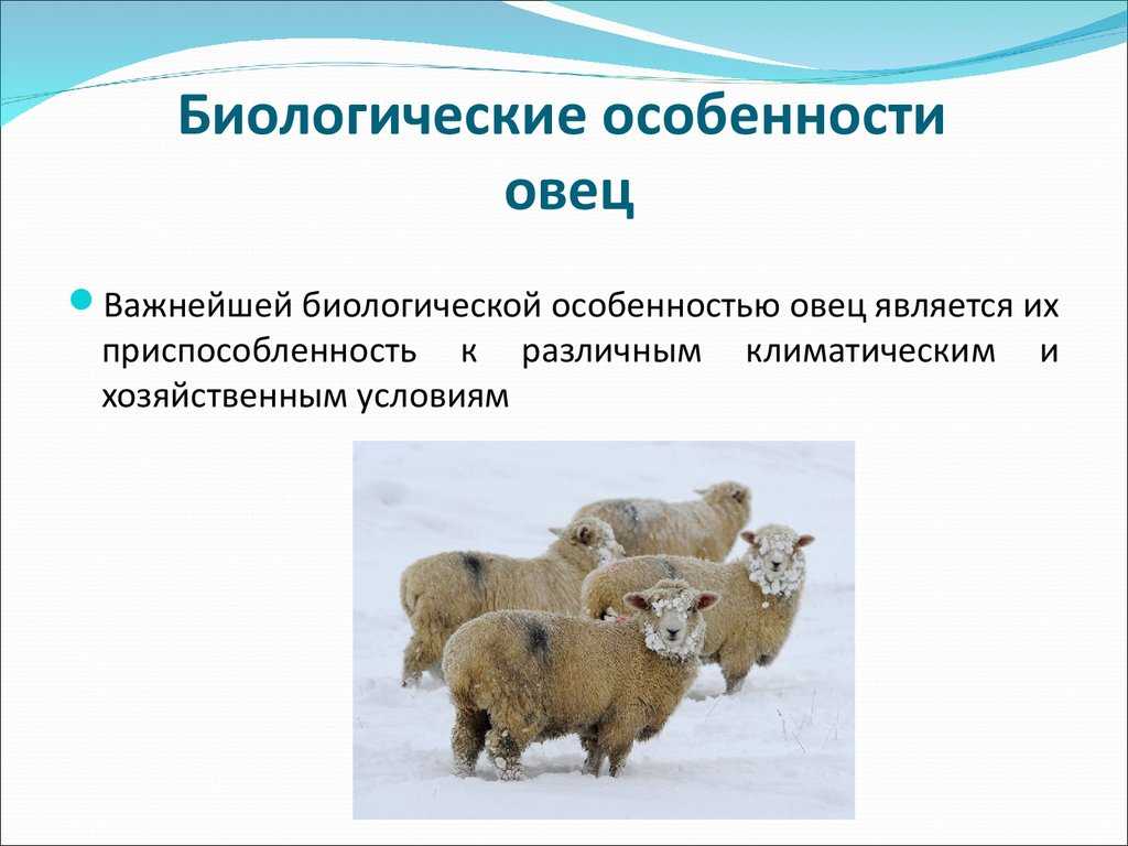 ✅ как называются детеныши овцы: маленький ребенок барана, ягненок, особенности