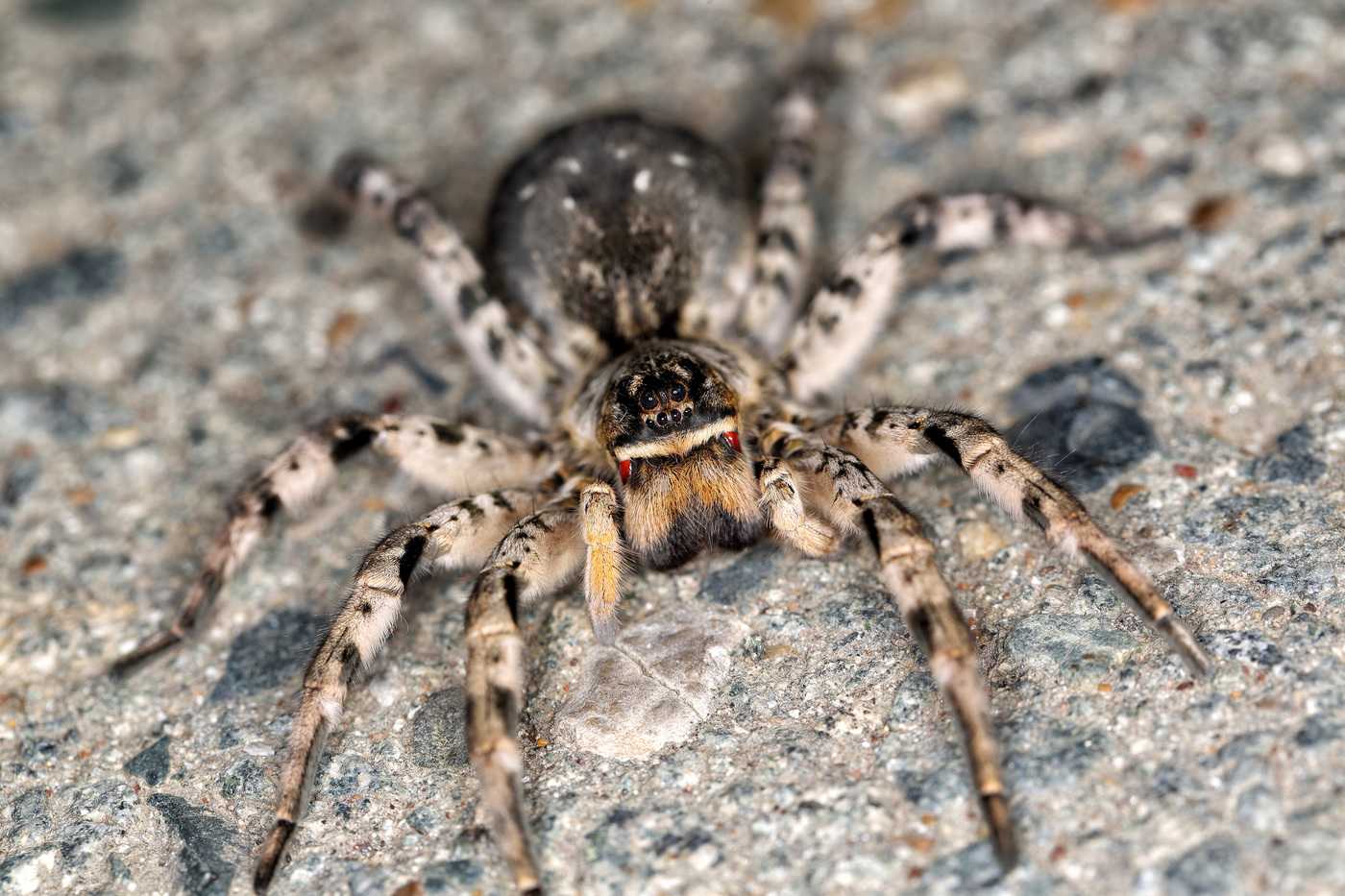 Тарантул: виды, фото, описание, содержание. как выглядит паук тарантул: кто такой; ядовитый он или нет