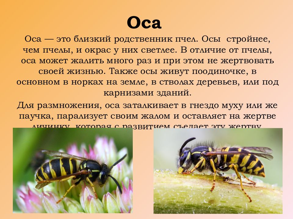 Факты о насекомых