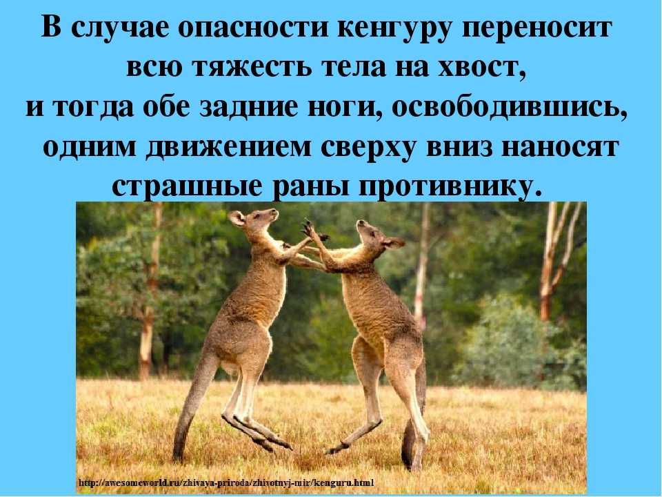 Удивительные факты об австралийских сумчатых животных