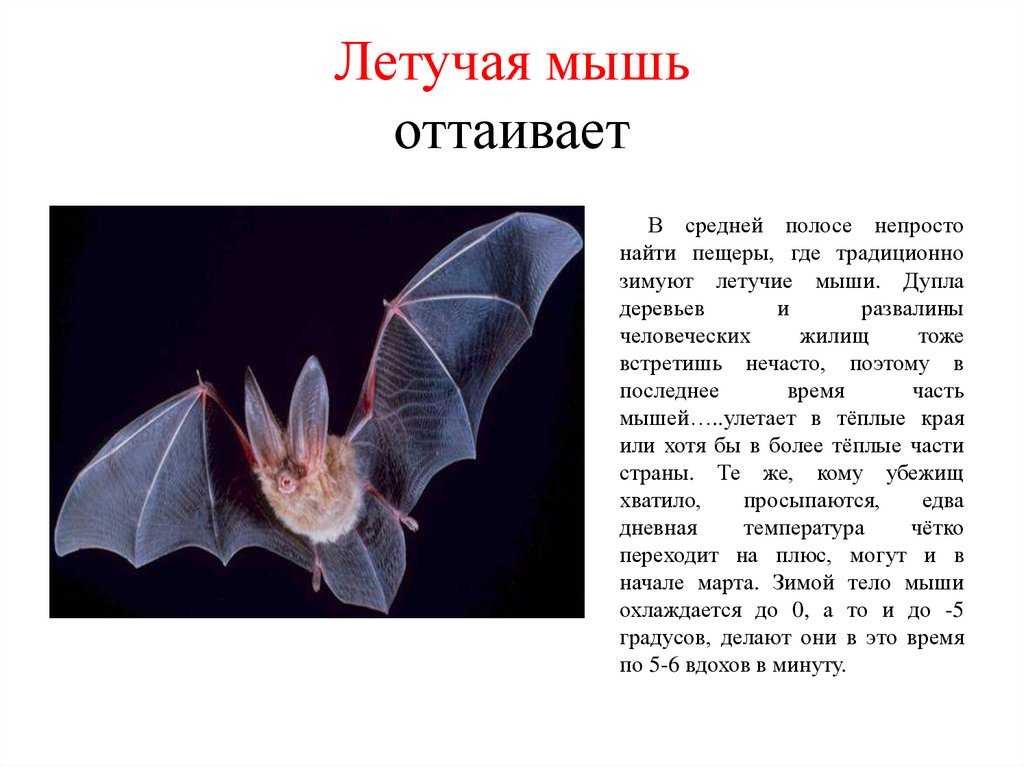 Летучая мышь животное. образ жизни и среда обитания летучей мыши