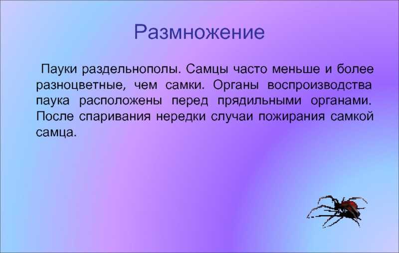 Боязнь пауков — как называется фобия