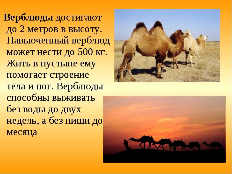 Верблюд
