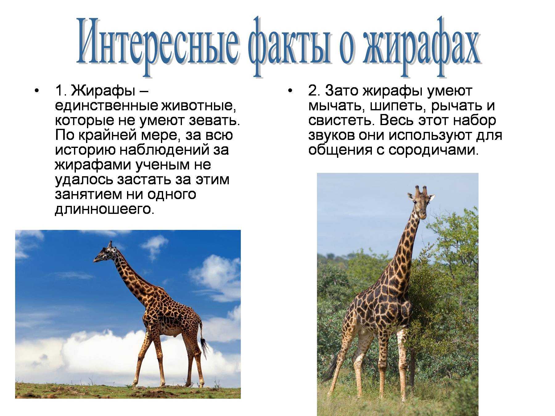 Интересные факты про животных презентация
