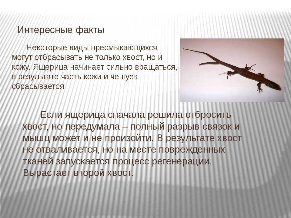 Геккон - 105 фото удивительной ящерицы и описание ее ухода
