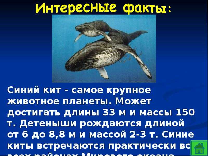 Интересные факты о голубых китах: предки, особенности жизни | интересный сайт
