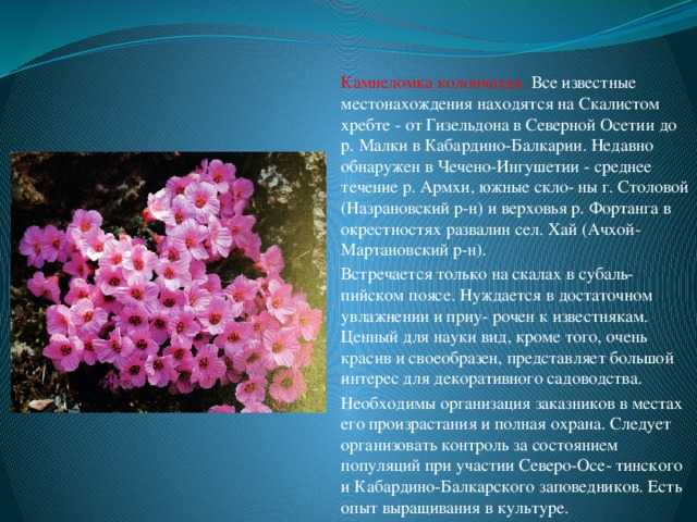 Осетины - происхождение, культура и обычаи