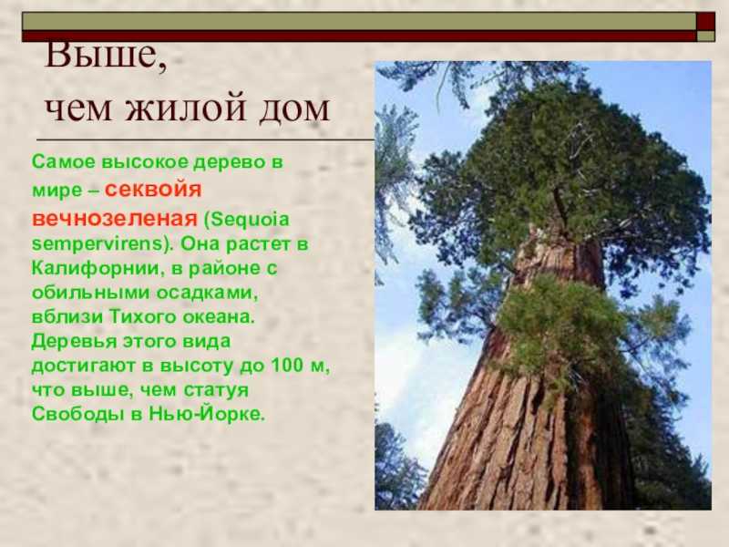 Самое высокое дерево: в мире, в россии и в америке