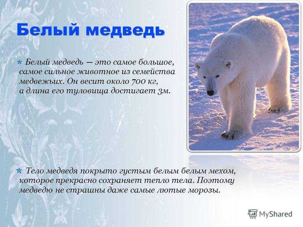 Белый факты. Белый медведь описание кратко. Белый медведь обитает. Интересные факты о белом медведе. Рассказ о белом медведе.