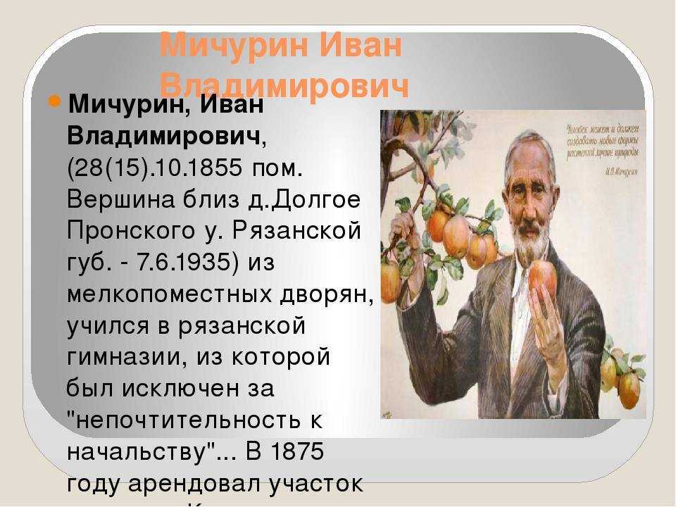 Иван владимирович мичурин презентация, доклад, проект