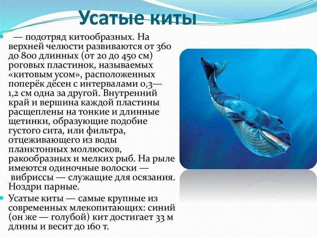 Кашалот животное. образ жизни и среда обитания кашалота